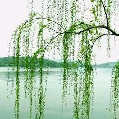 持恒