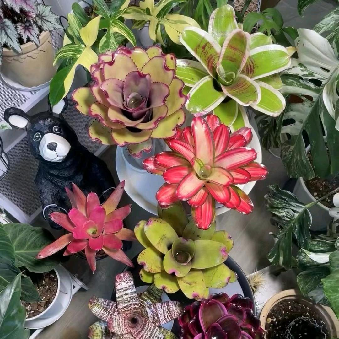 奕林绿植基地积水凤梨-优选