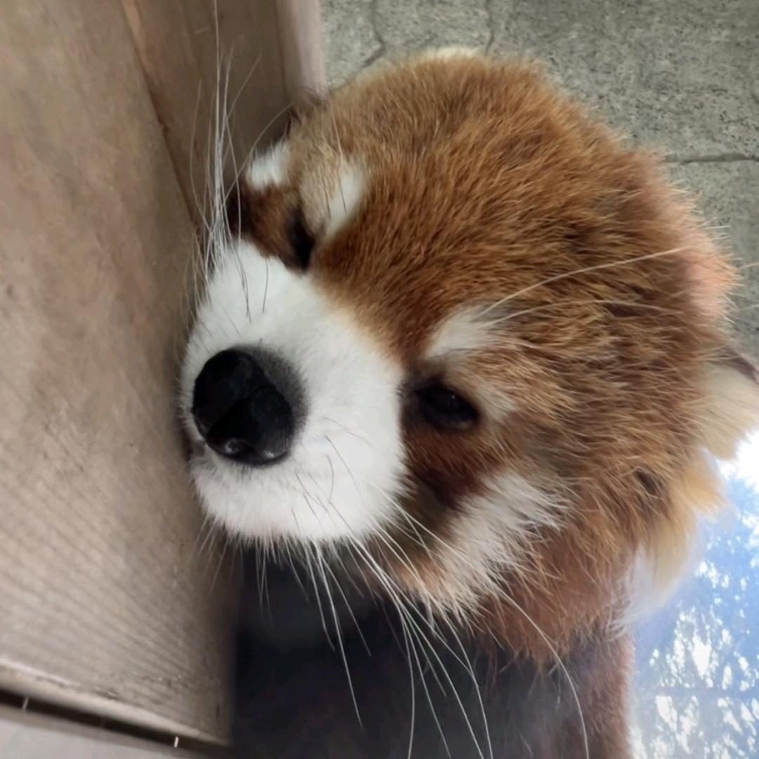 王子八蛋
