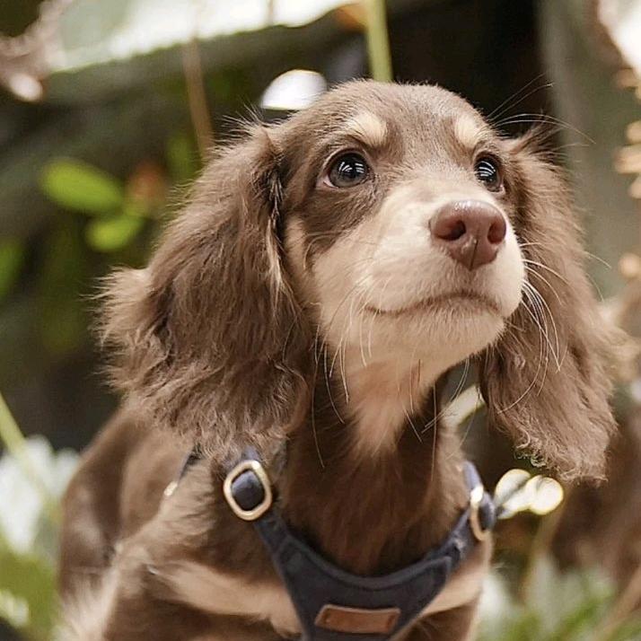 百佳长毛腊肠犬舍