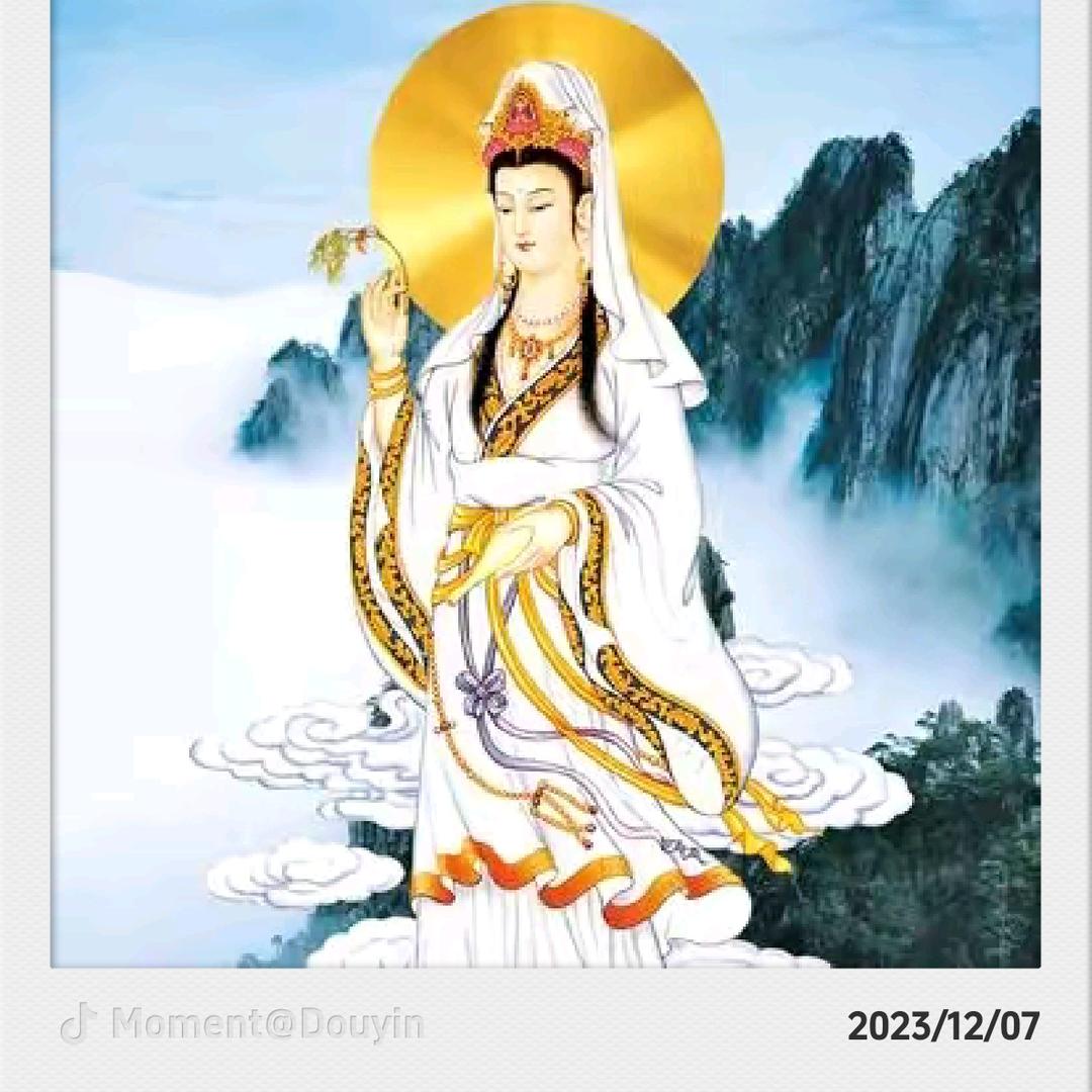 菩提树，不定时播