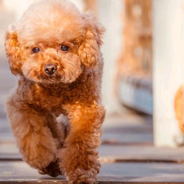 饭桶