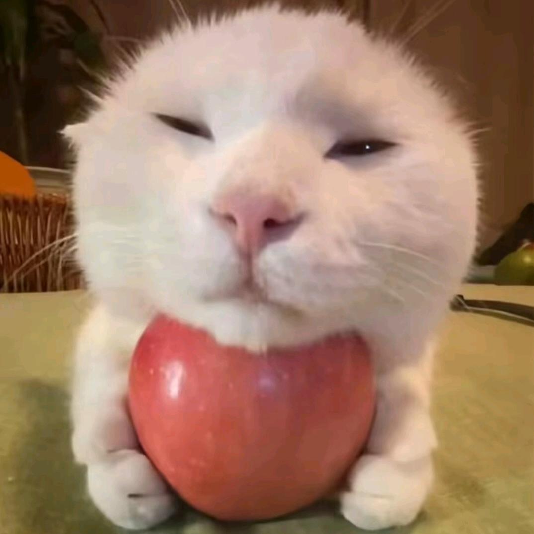 爱生气的大马猴