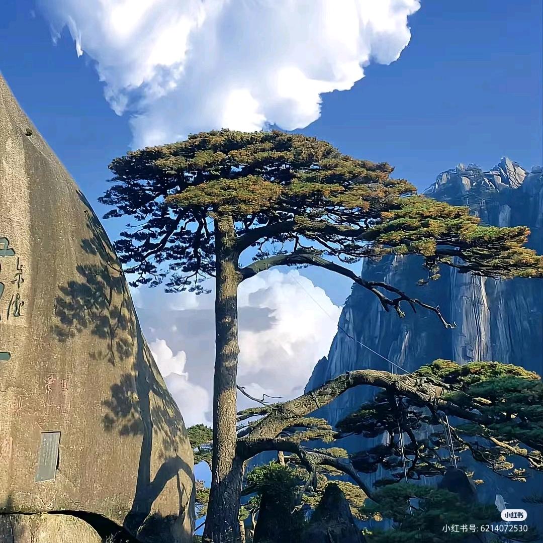 任庙蛋白肉(王雷)