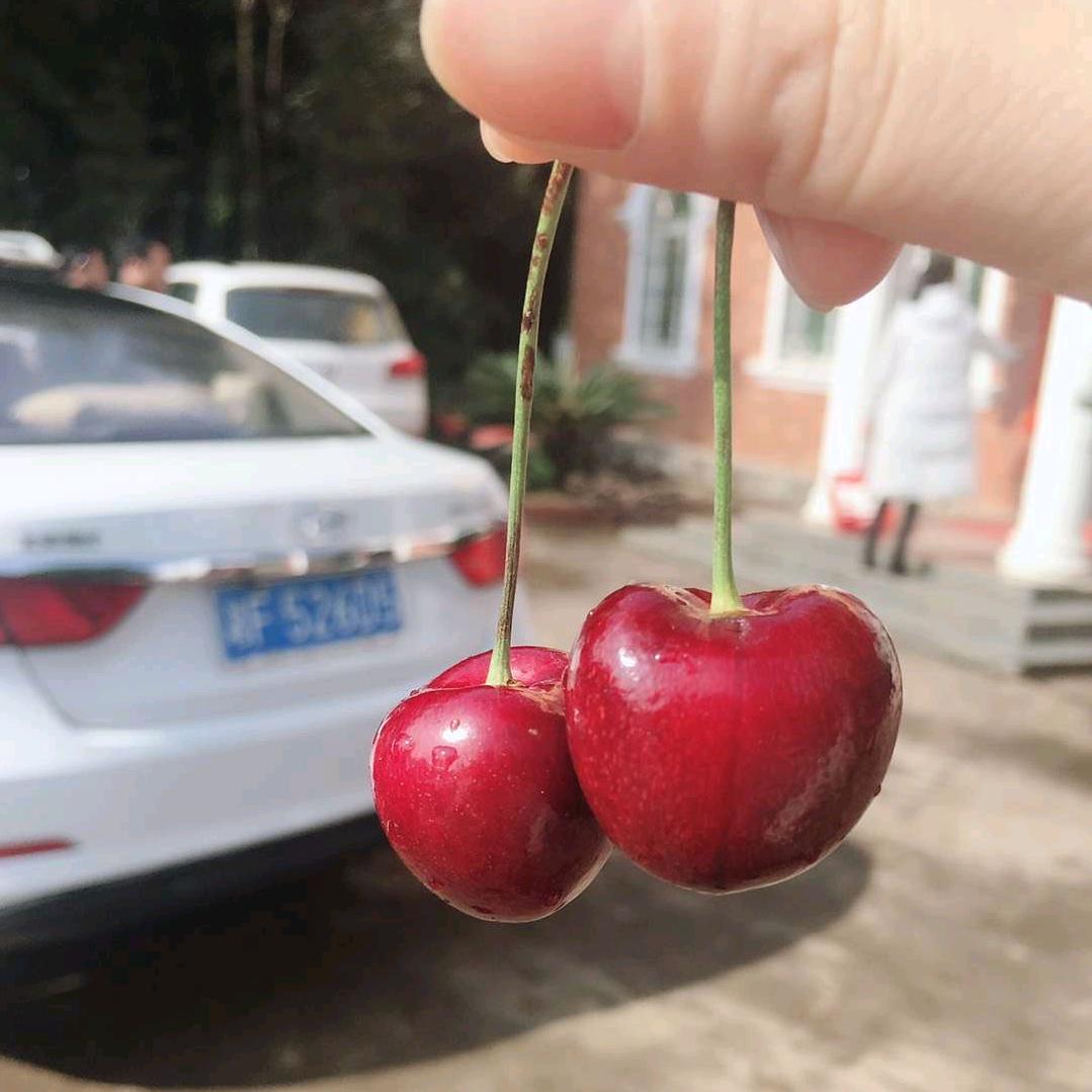 栀子花ꦿృ༊°