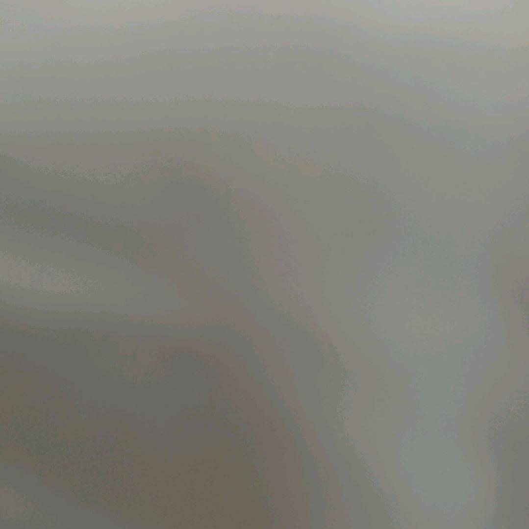 一只猫