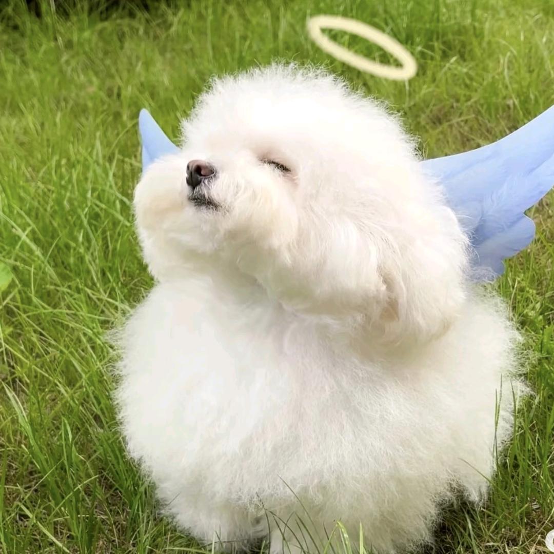 糖不炒板栗