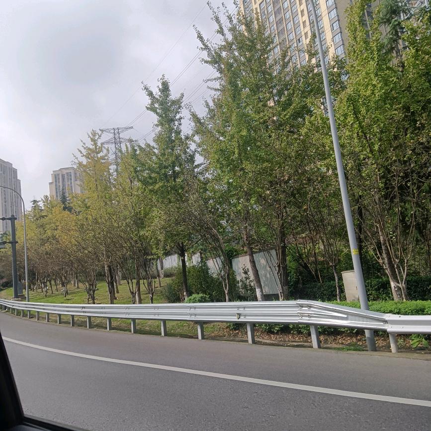 绿茶酱