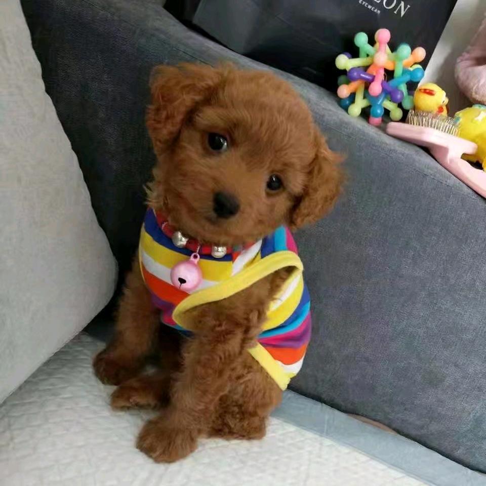 妞妞皮皮♛♥