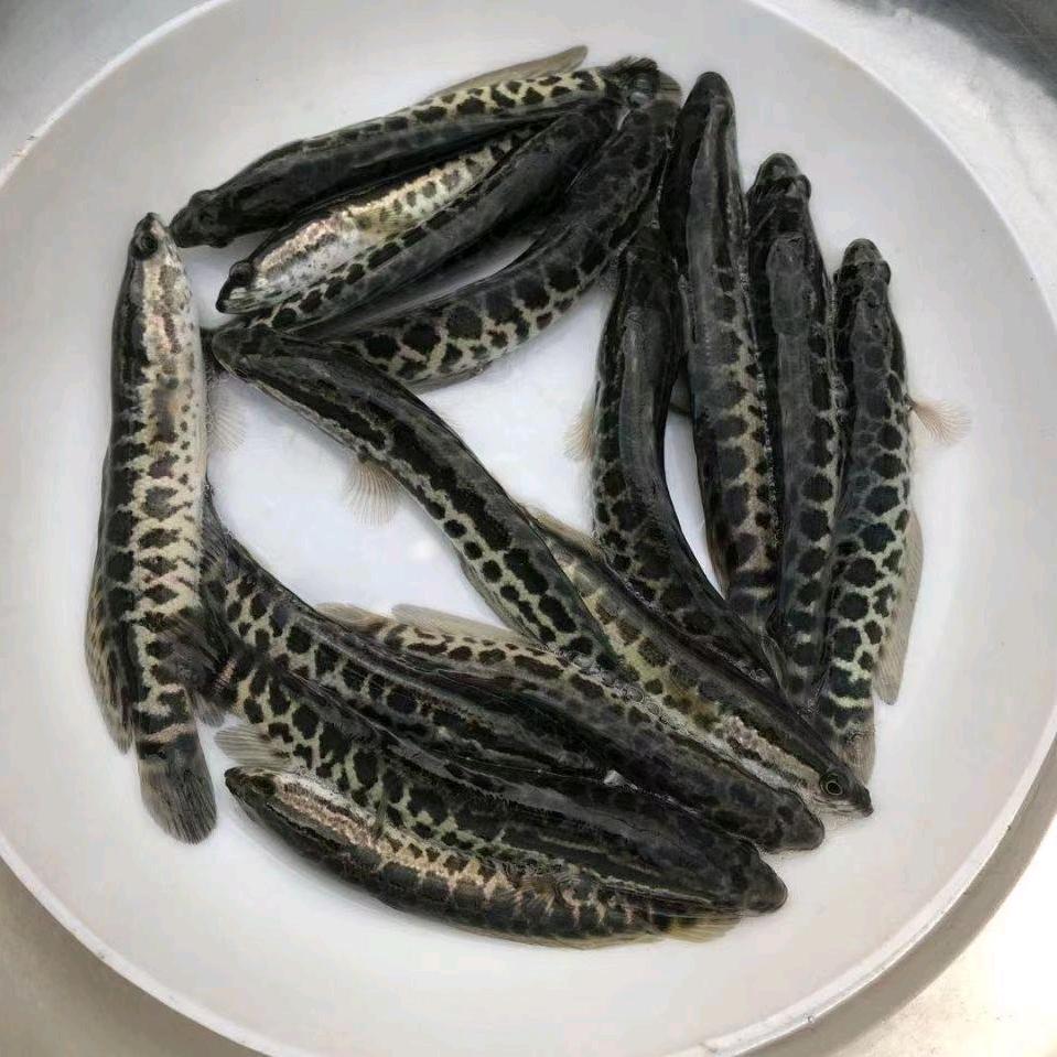 奕新匀鱼苗批发