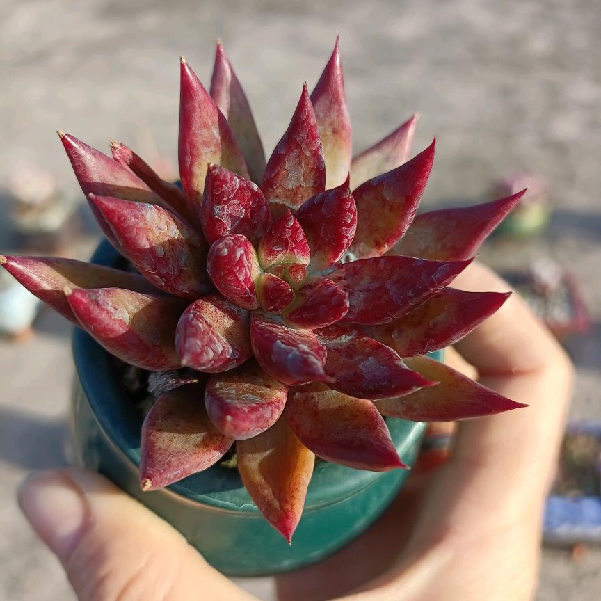 那粒谷