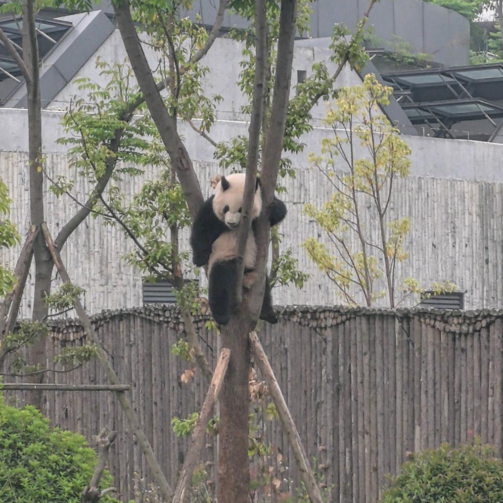 陈不住气小熊猫