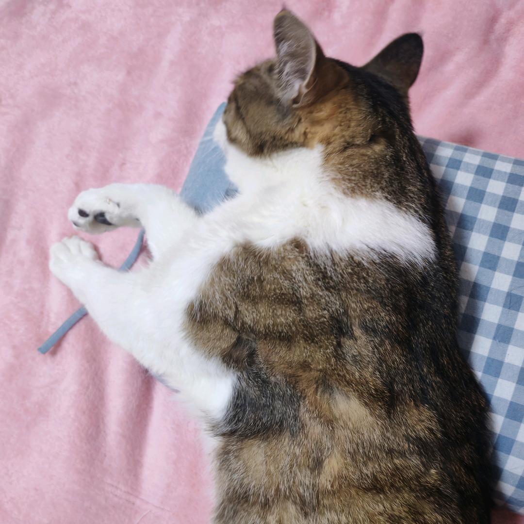 猫大爷闺蜜头像