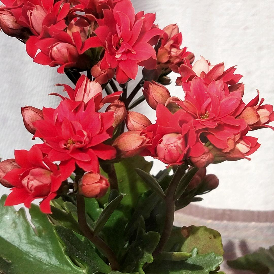 一路芬芳