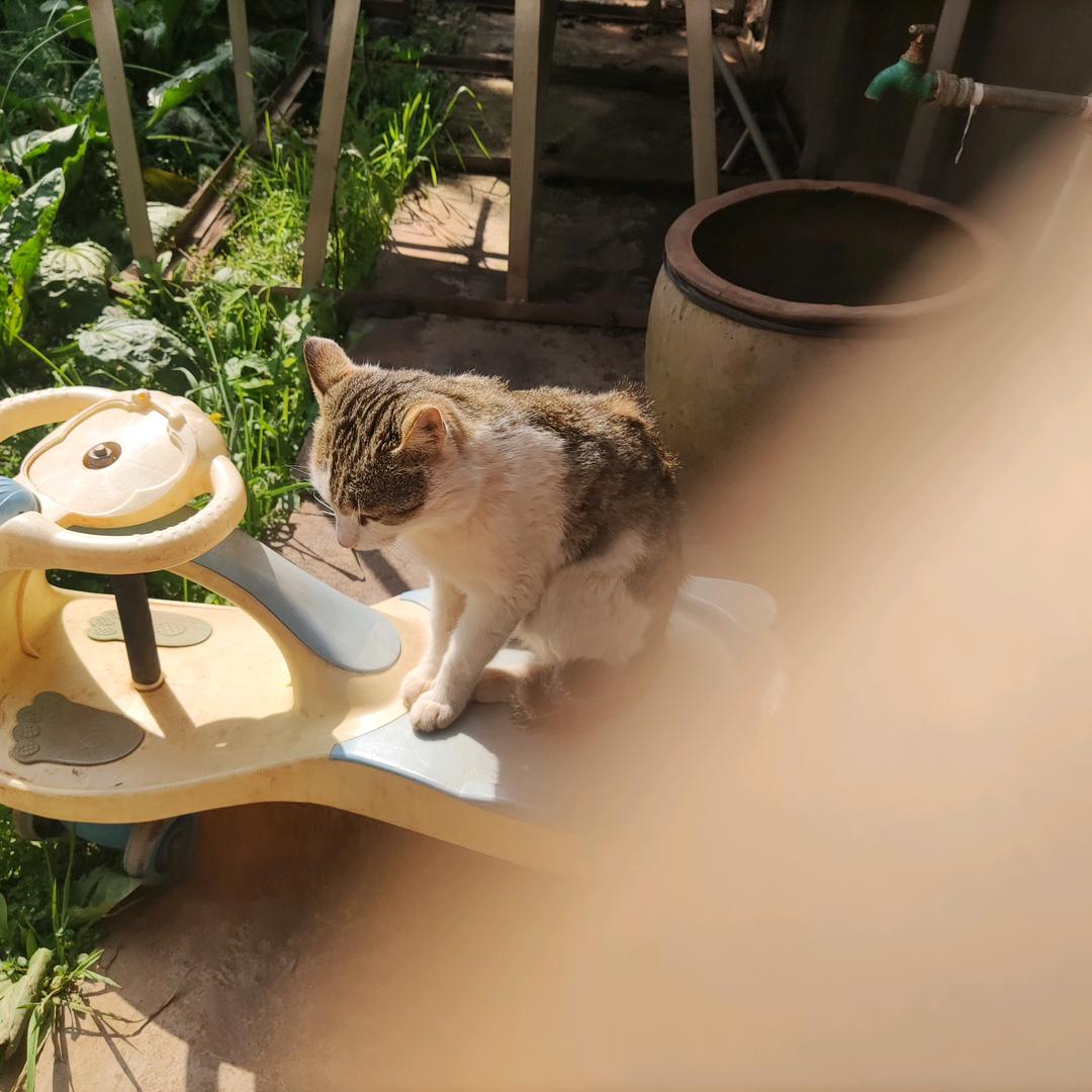 雪山飞鸟