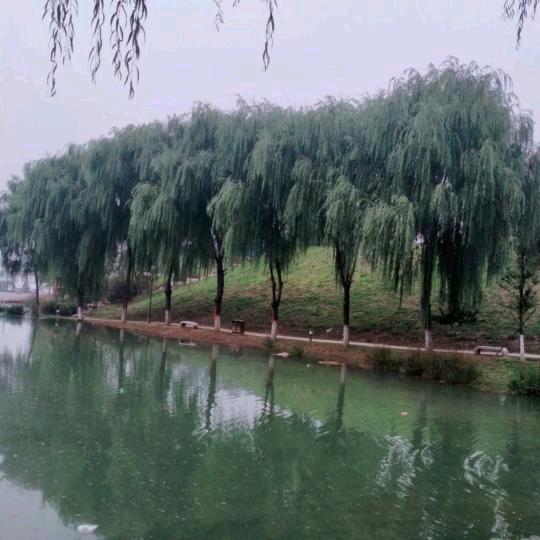 喜来乐