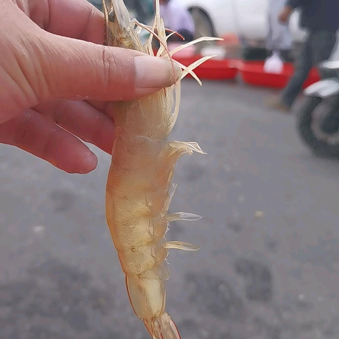 盐城韦三猪大肠海水虾直销