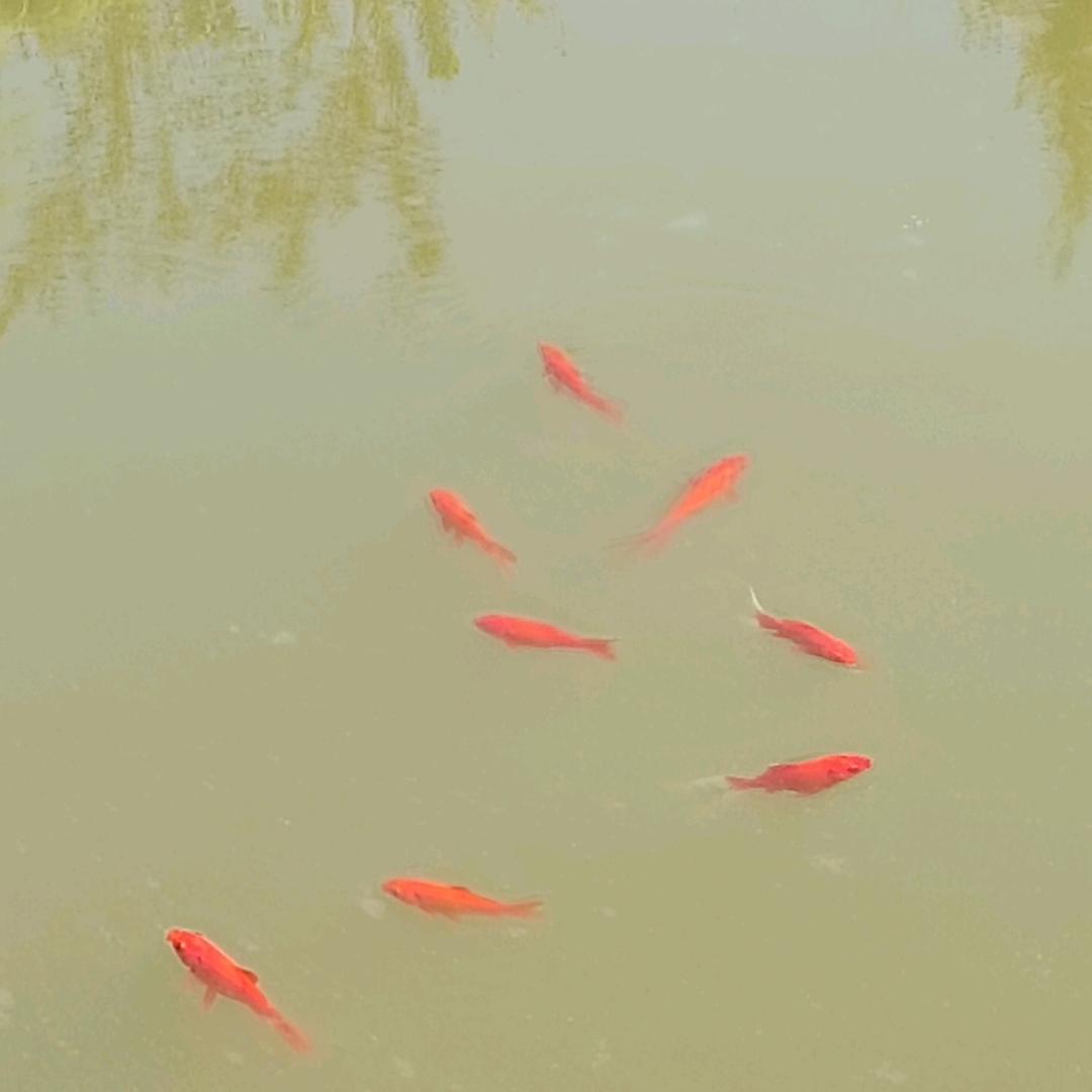 空谷幽兰🌸🌸🌸