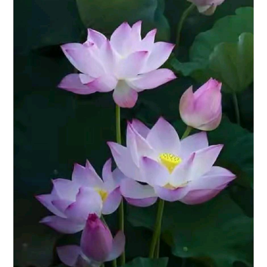 鲜花怒放世纪联华