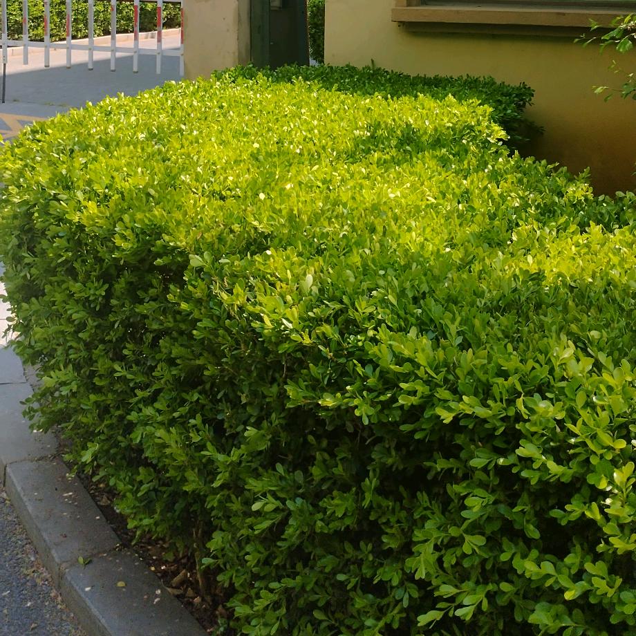 余生所愿皆所得