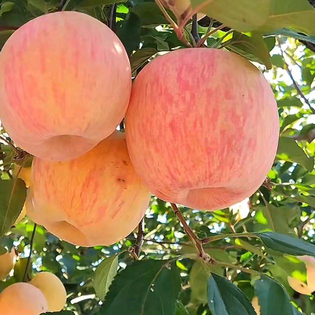 上海加和仓库有限公司