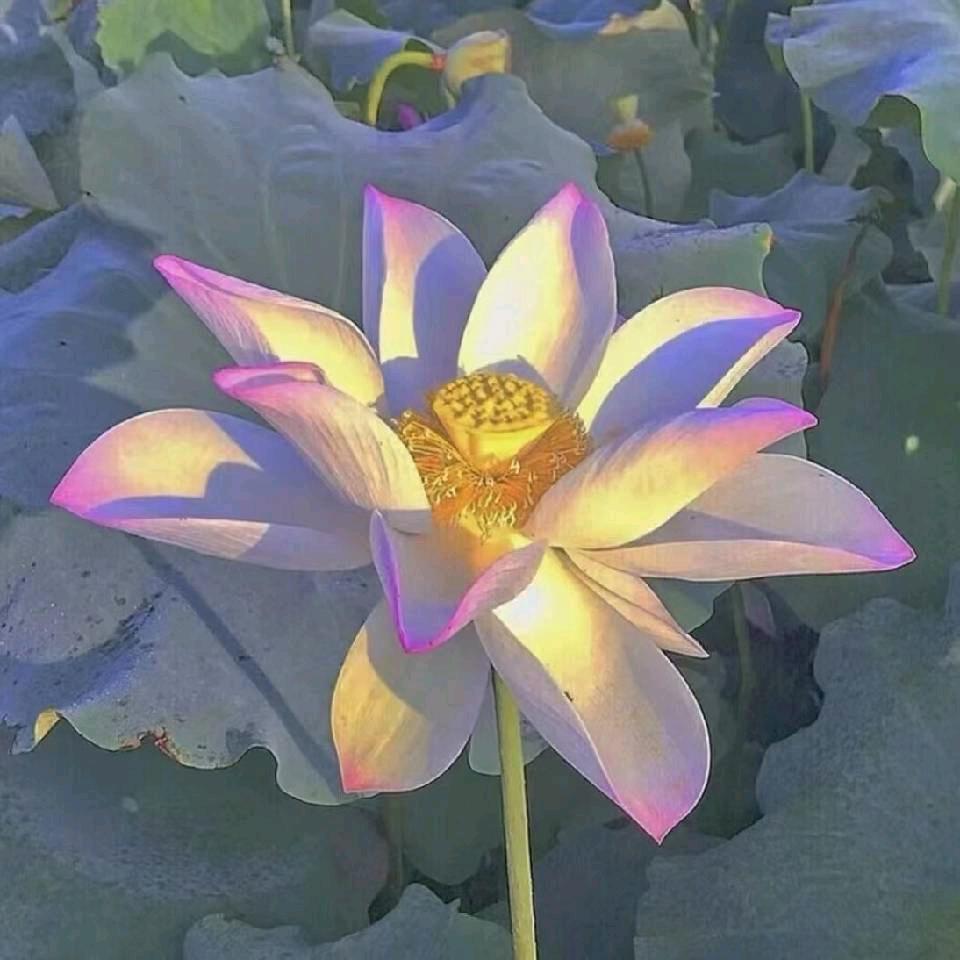 枝芝姐