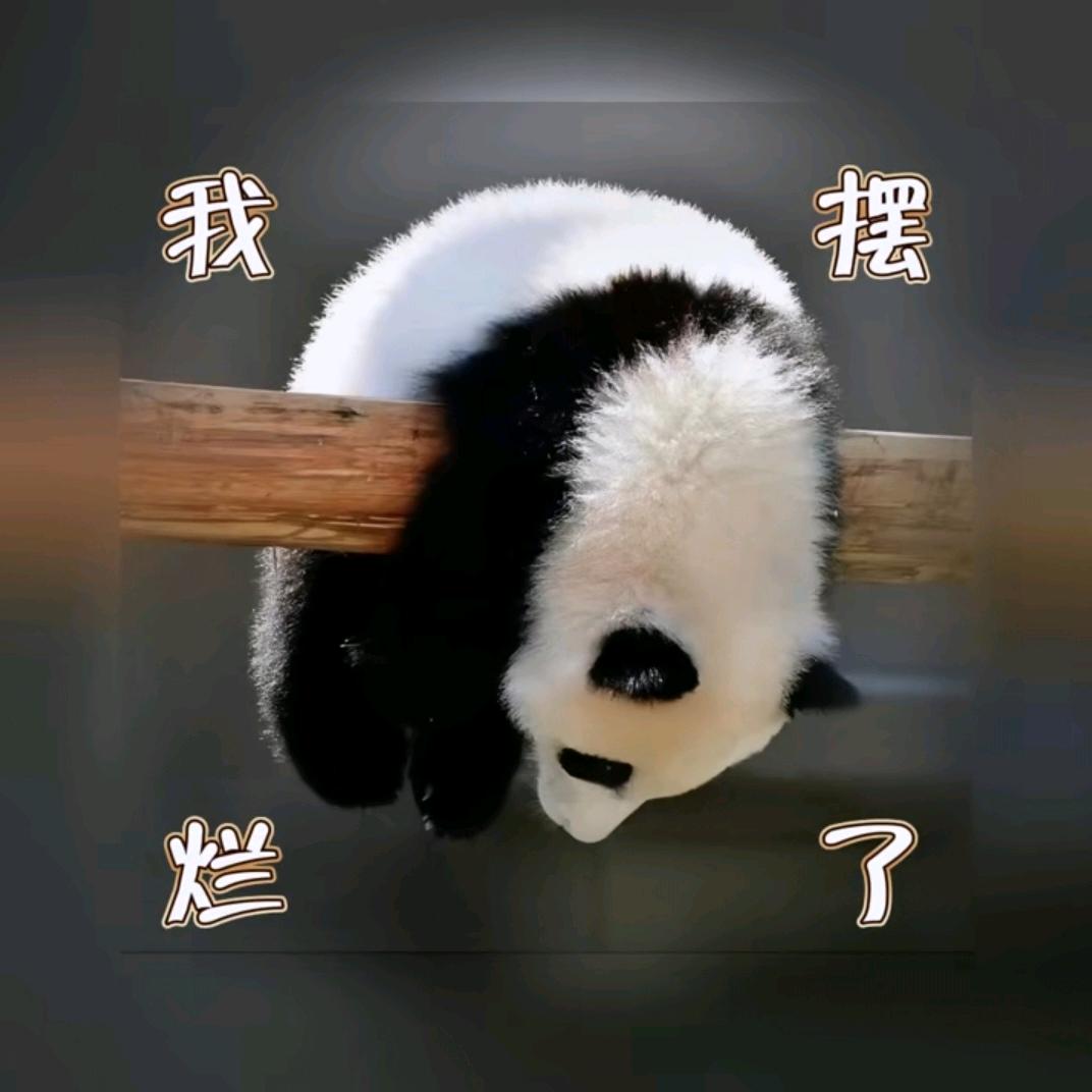 柯肆