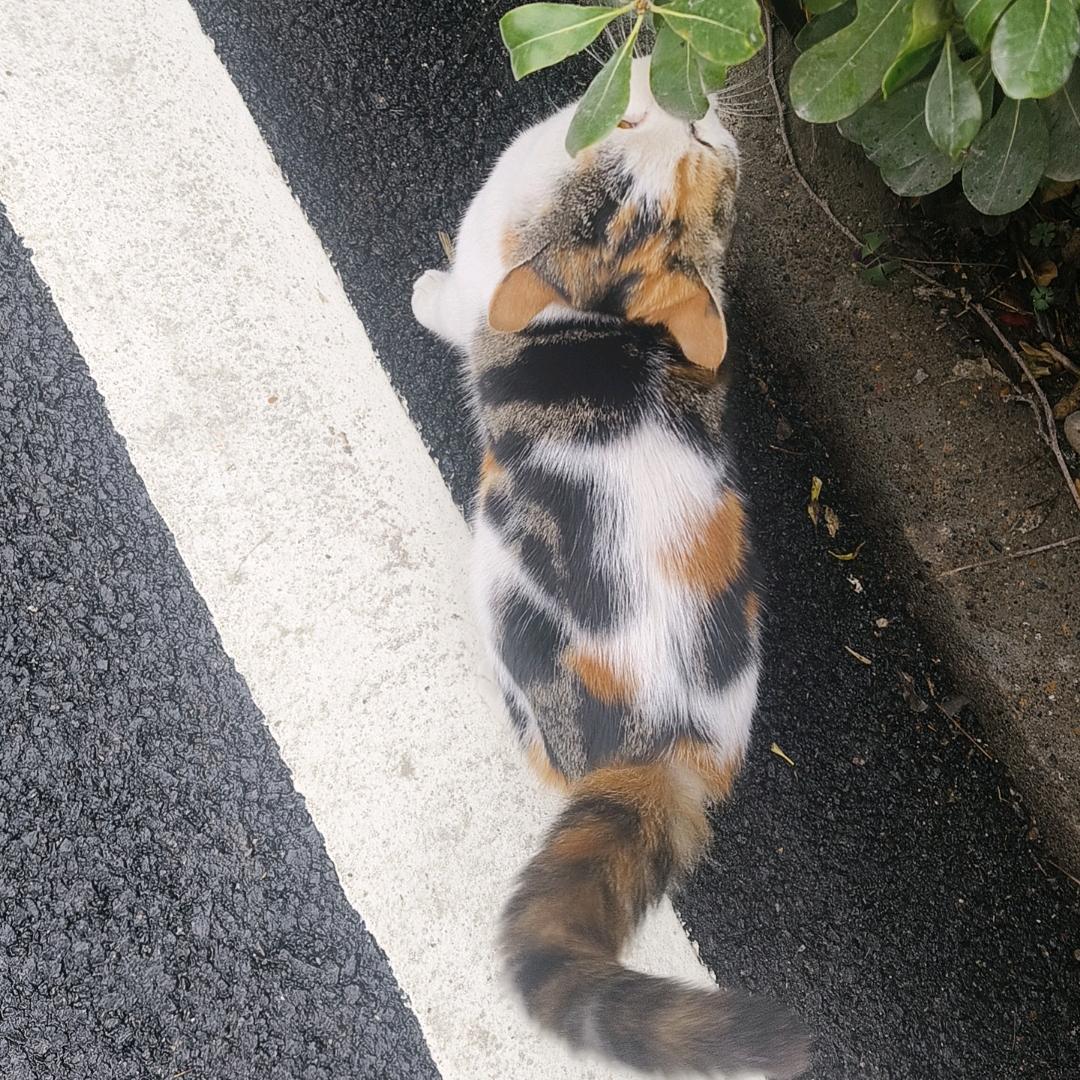 《遇》