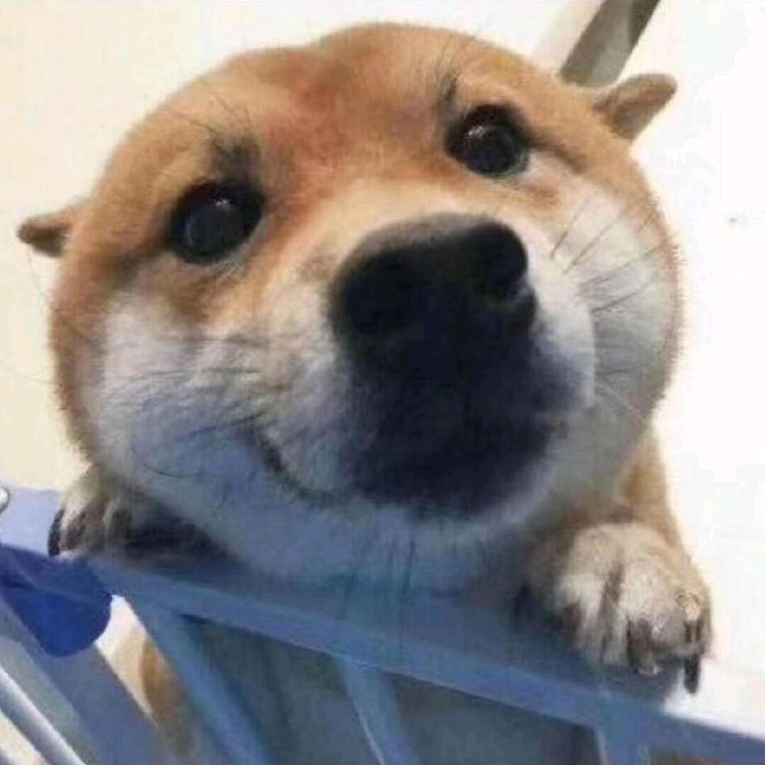 小白在哪呢？