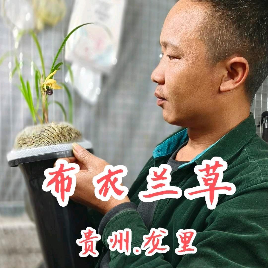 布衣兰草