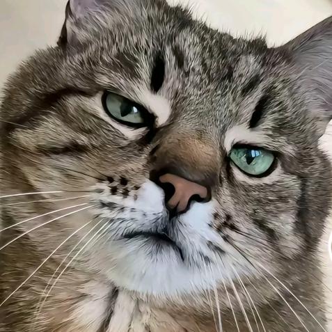 想Nⅰαnn阿