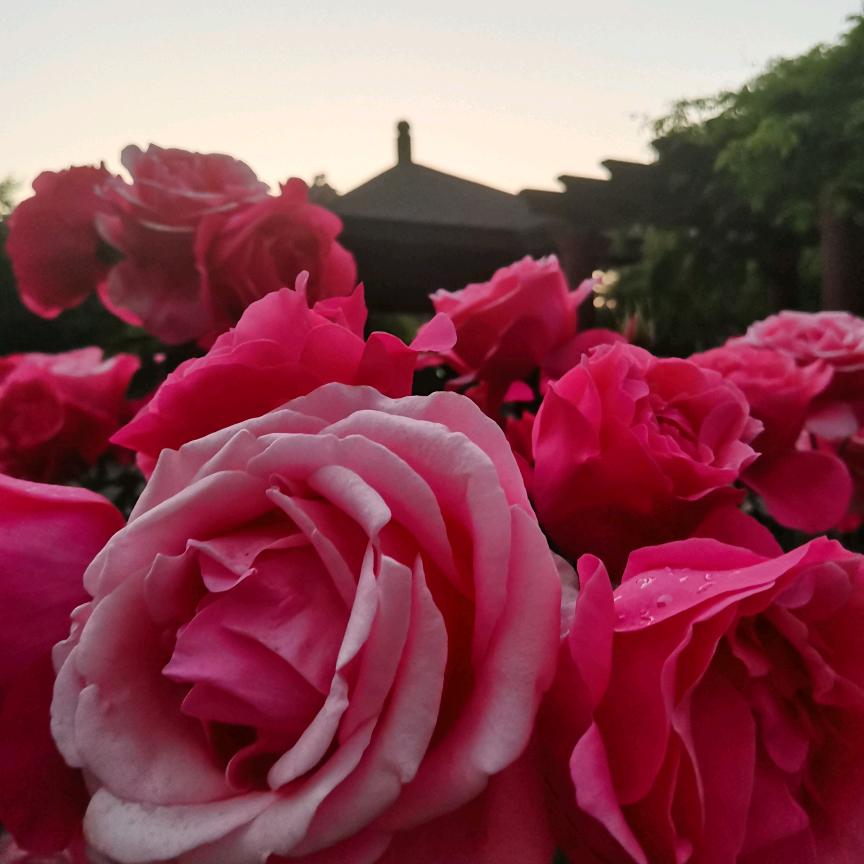 🌺快乐君君🍎