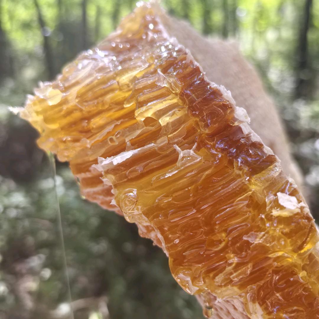 山汉《子午岭》