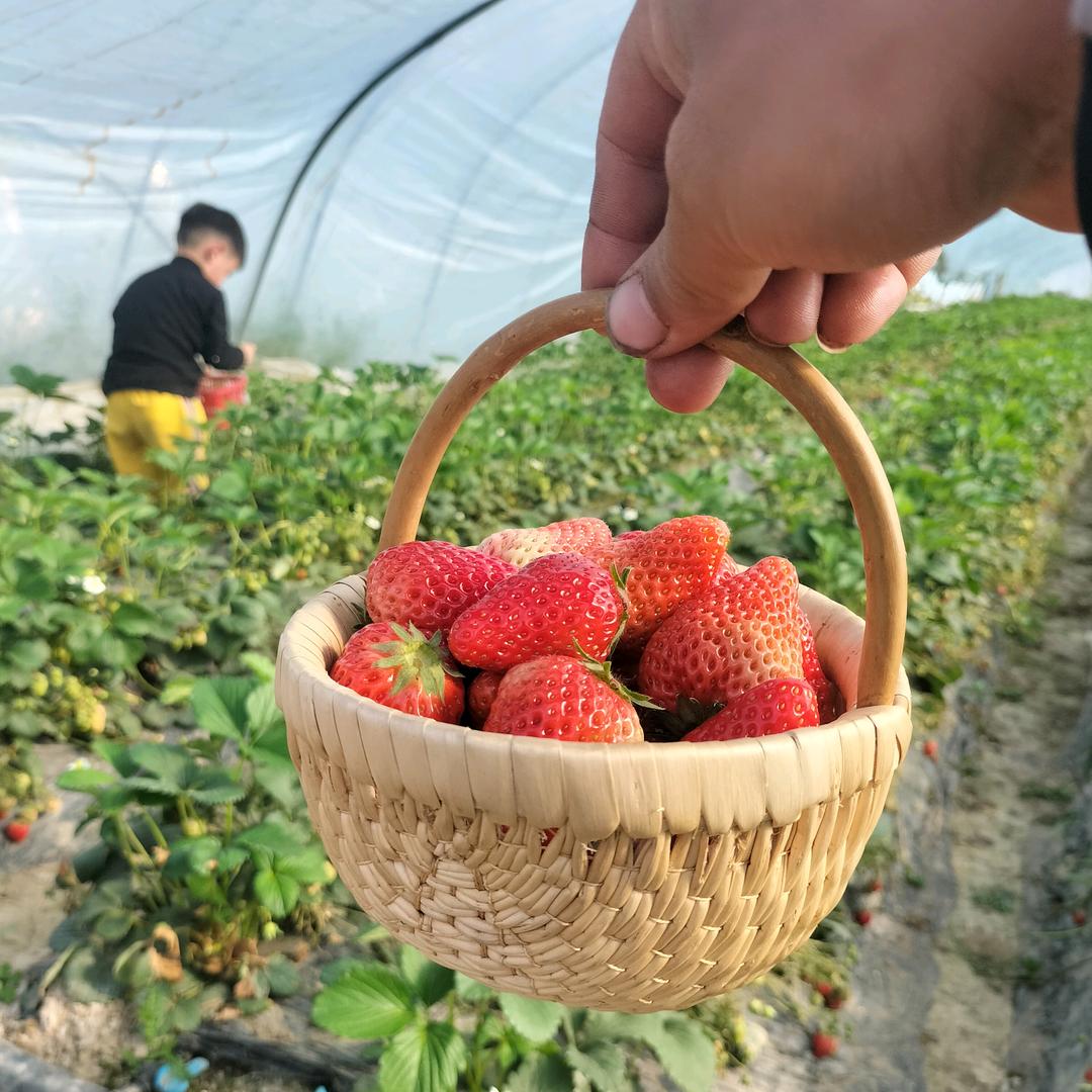 曹庵草莓🍓