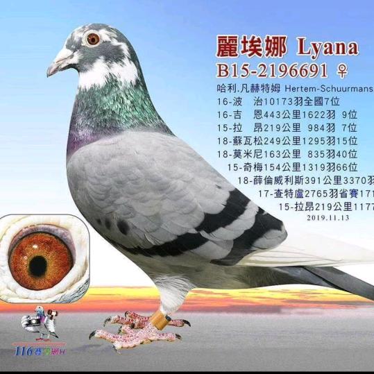 寒鸽家训