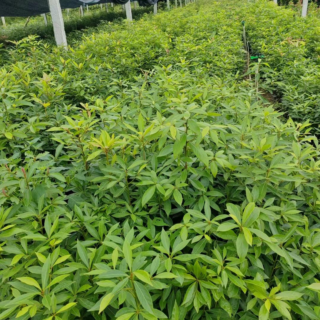 四川茂林苗木基地