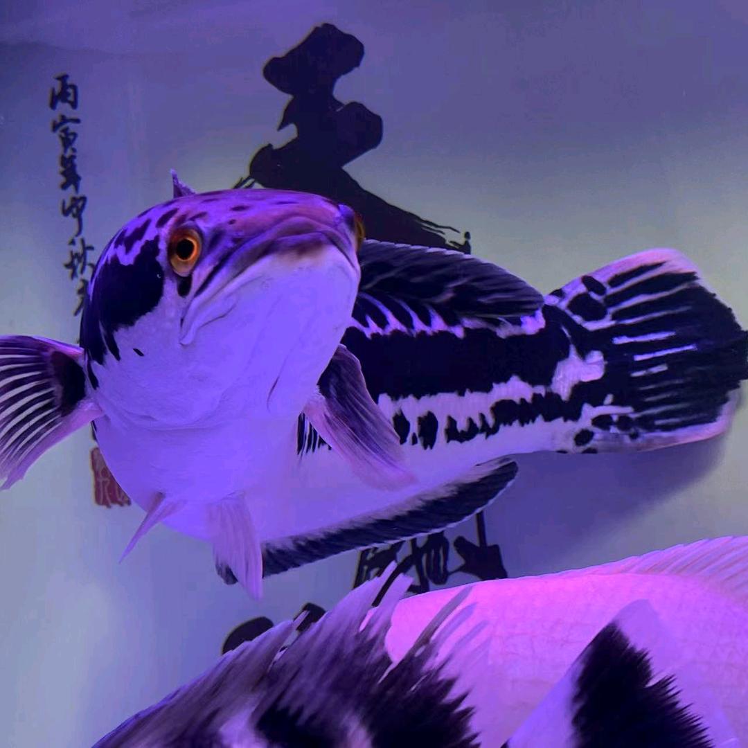 养猛鱼的林先生