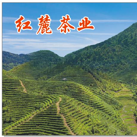 壹叶成茗