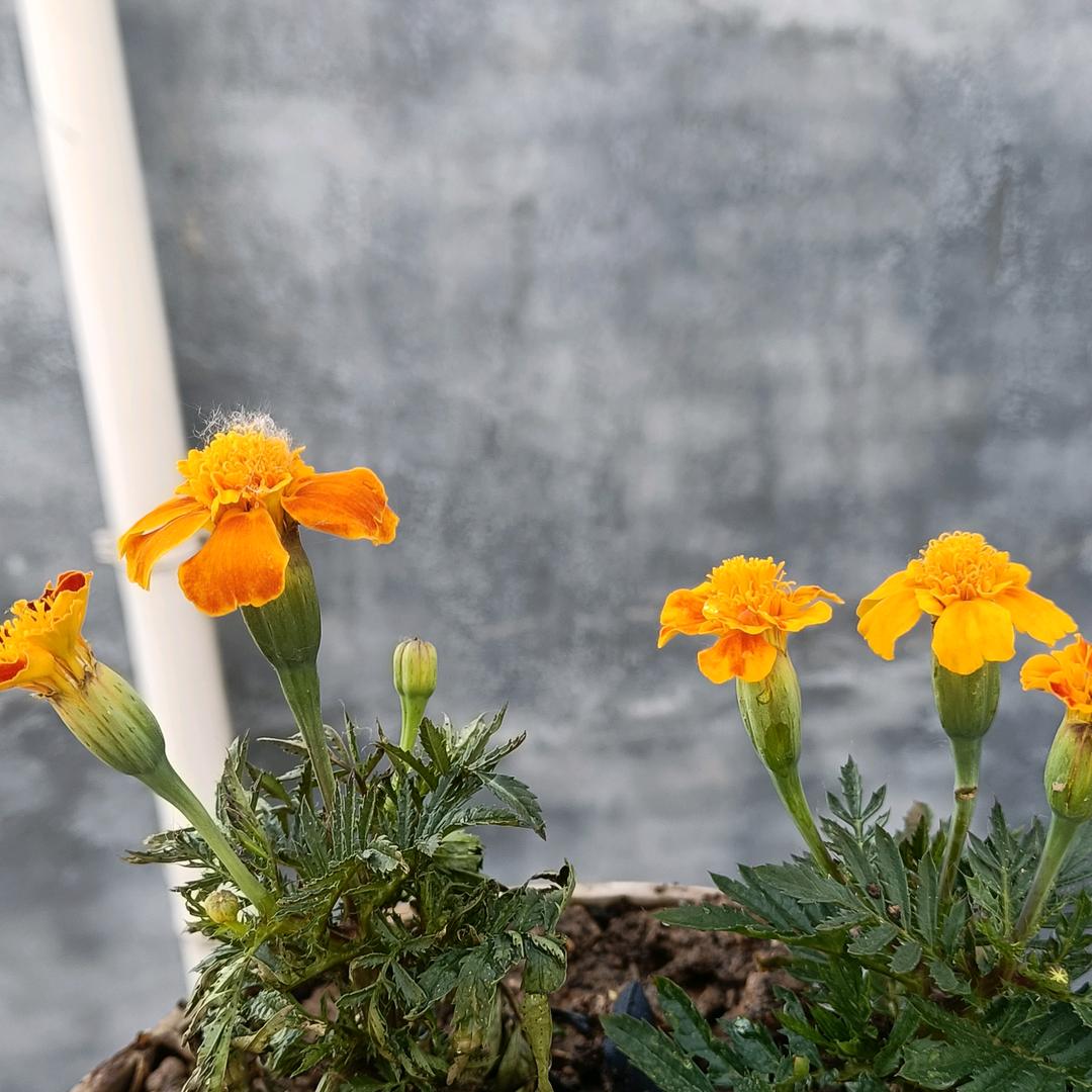 每天都要开开心心。😃