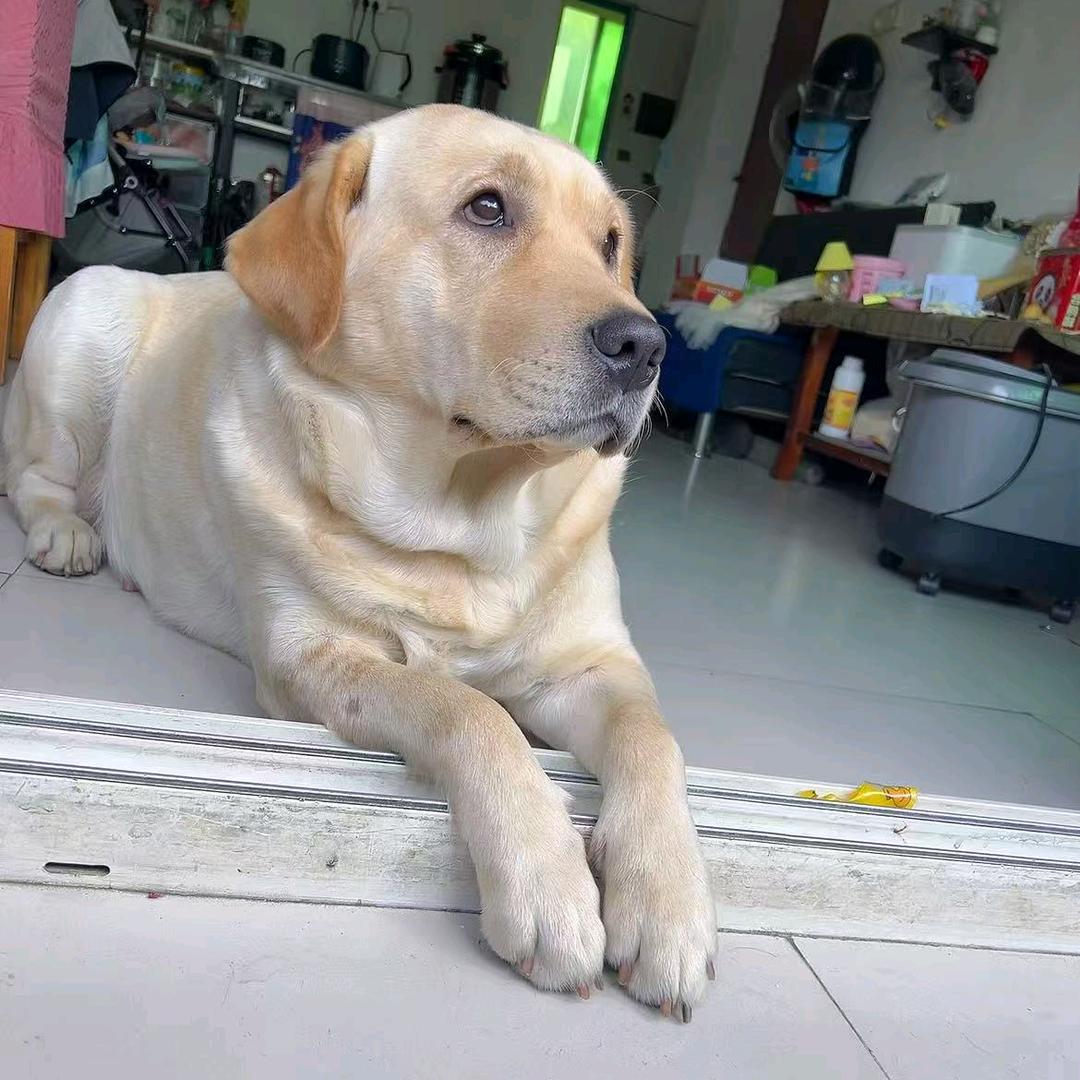 拉布拉多的生活