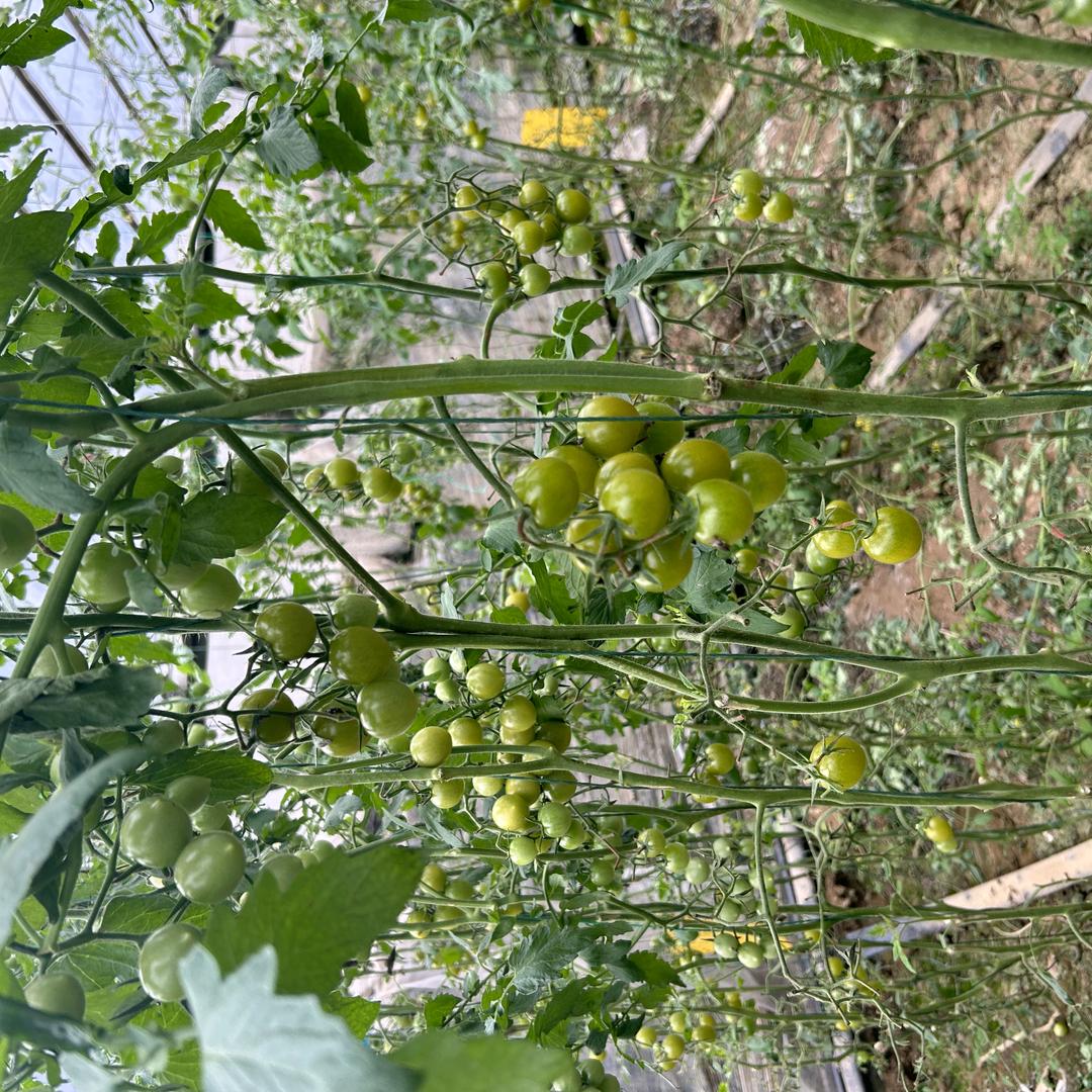 馥小龙果蔬生鲜