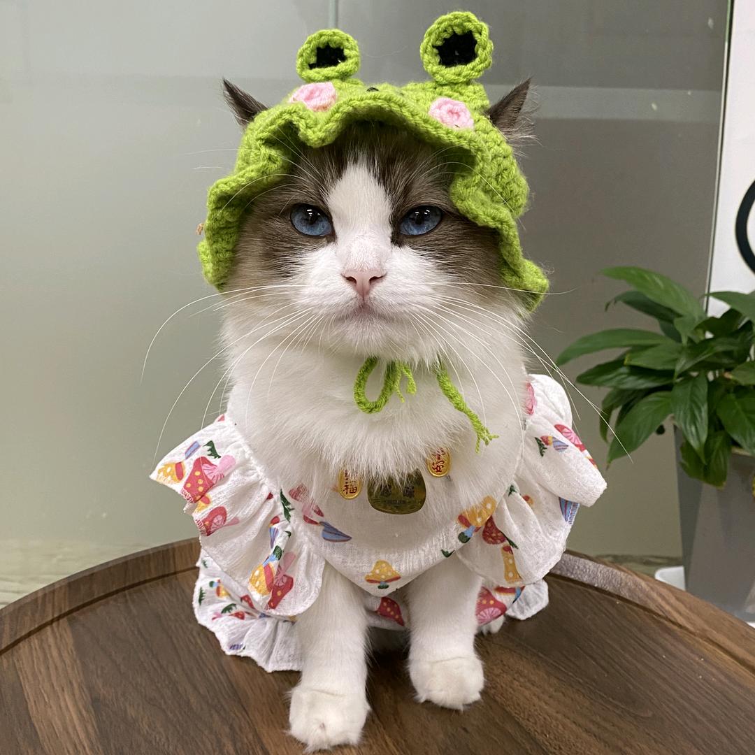 哆咪是只猫