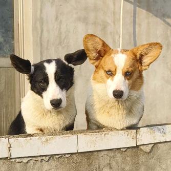 江苏卡迪根柯基犬舍（陨石柯基）