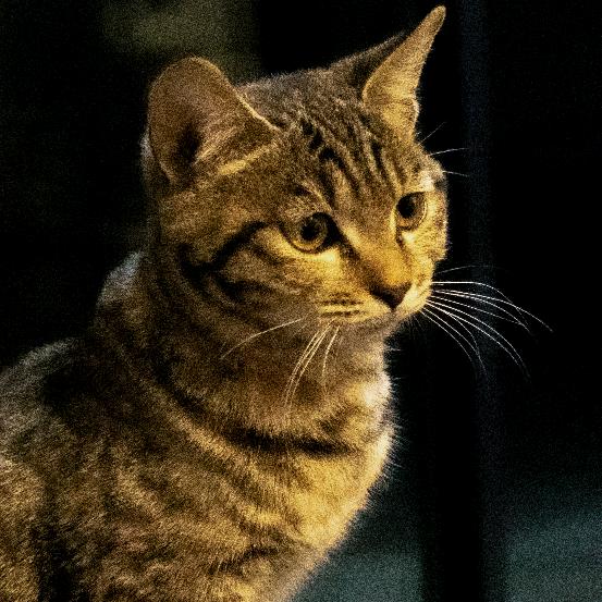 可乐吃猫粮