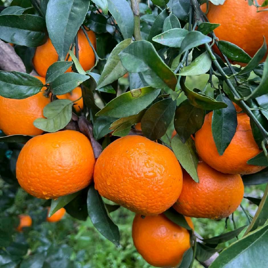 🍊🍊🍊桔子