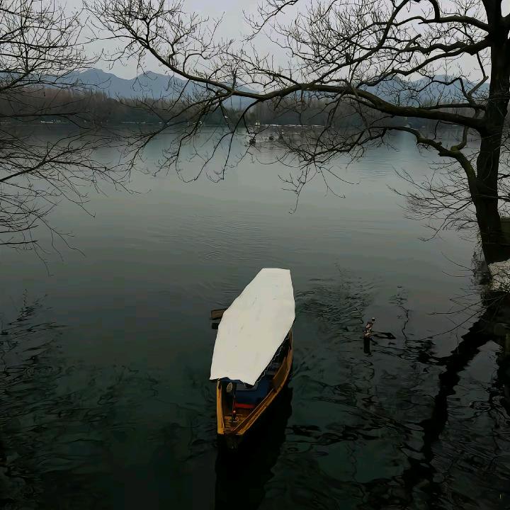 一棵树