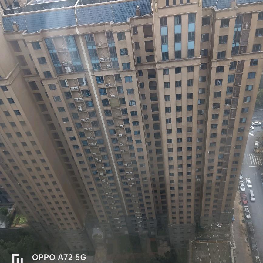 子牛