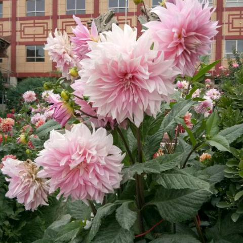 大关装修团队杨明飞