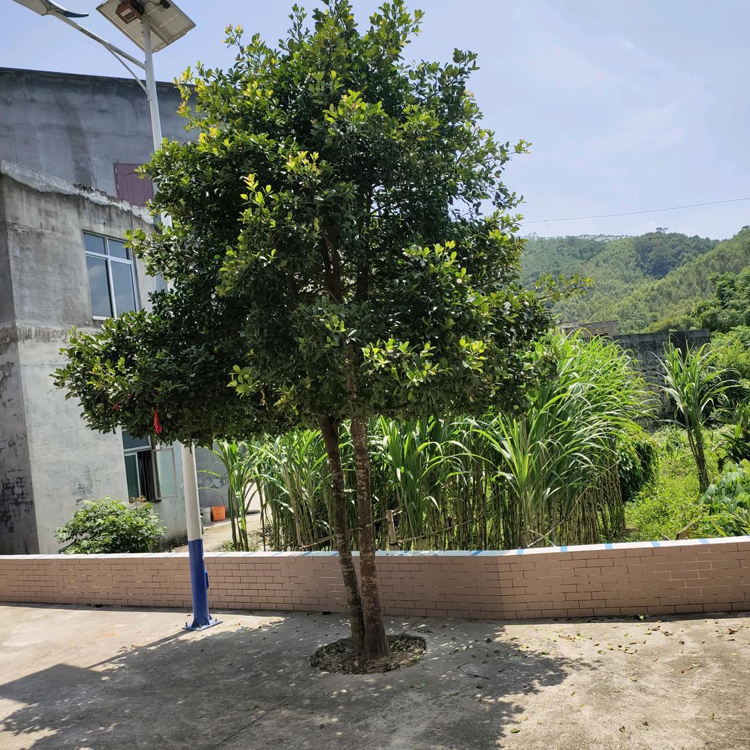 仙声