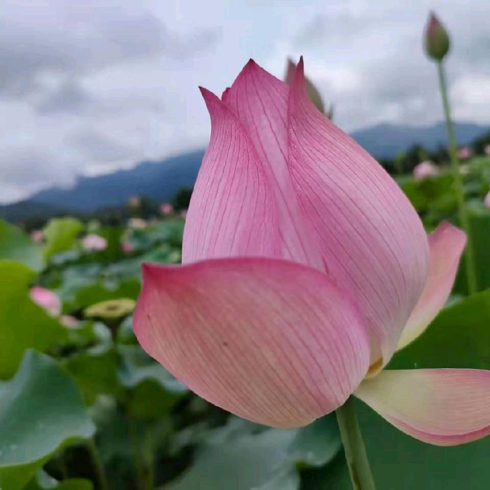 百川归海